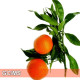 Petitgrain Mandarin - 桔葉